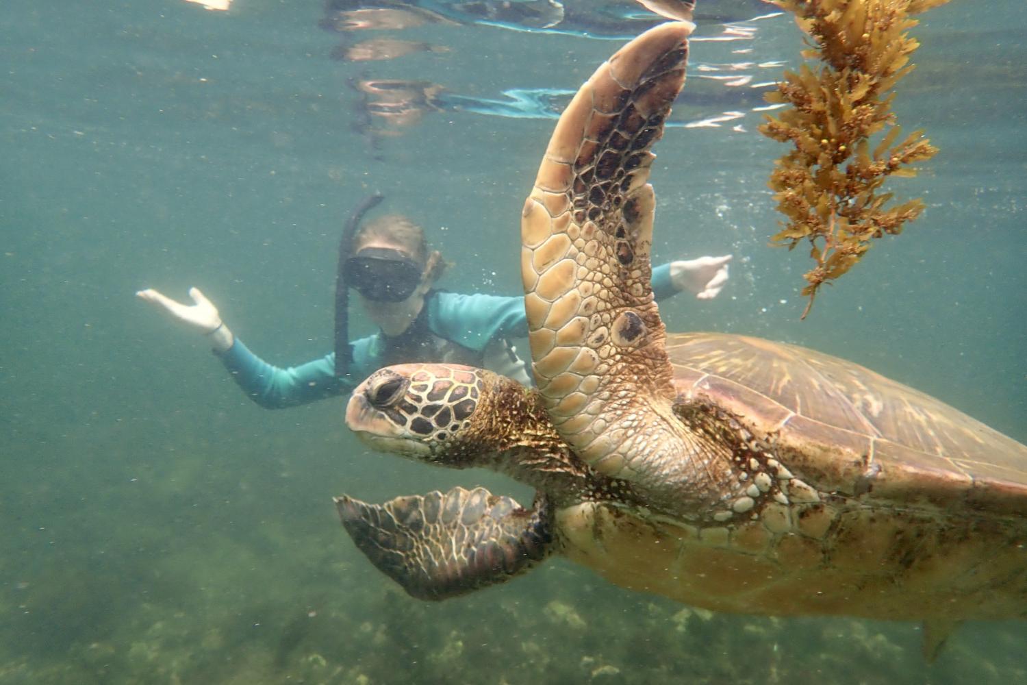 一名<a href='http://ykar.scfxdg.com'>博彩网址大全</a>学生在Galápagos群岛游学途中与一只巨龟游泳.
